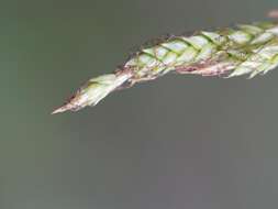 Image of greater brown sedge