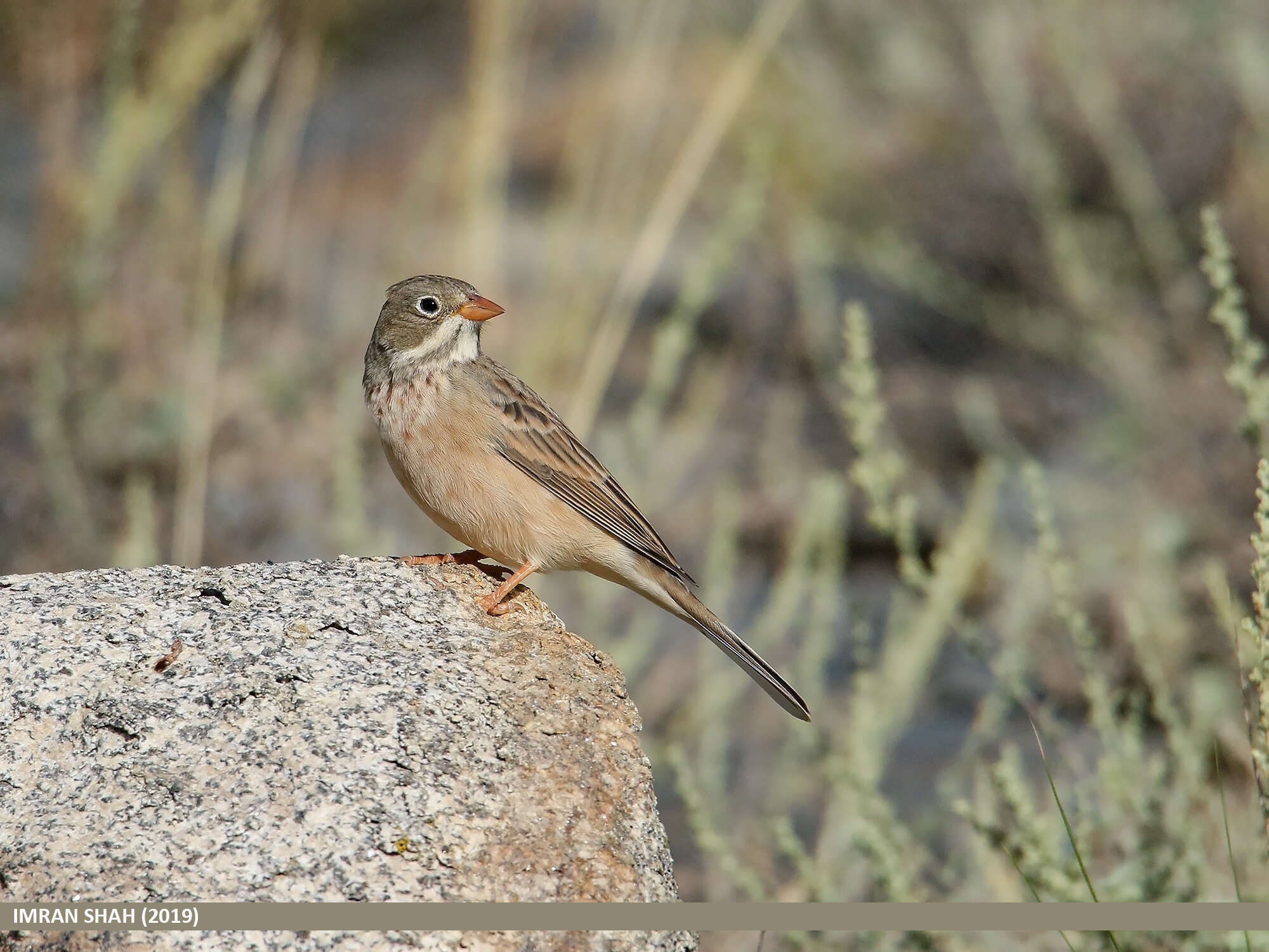 Image of Grey-necked Bunting