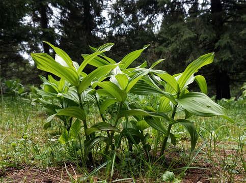 Image of false hellebore