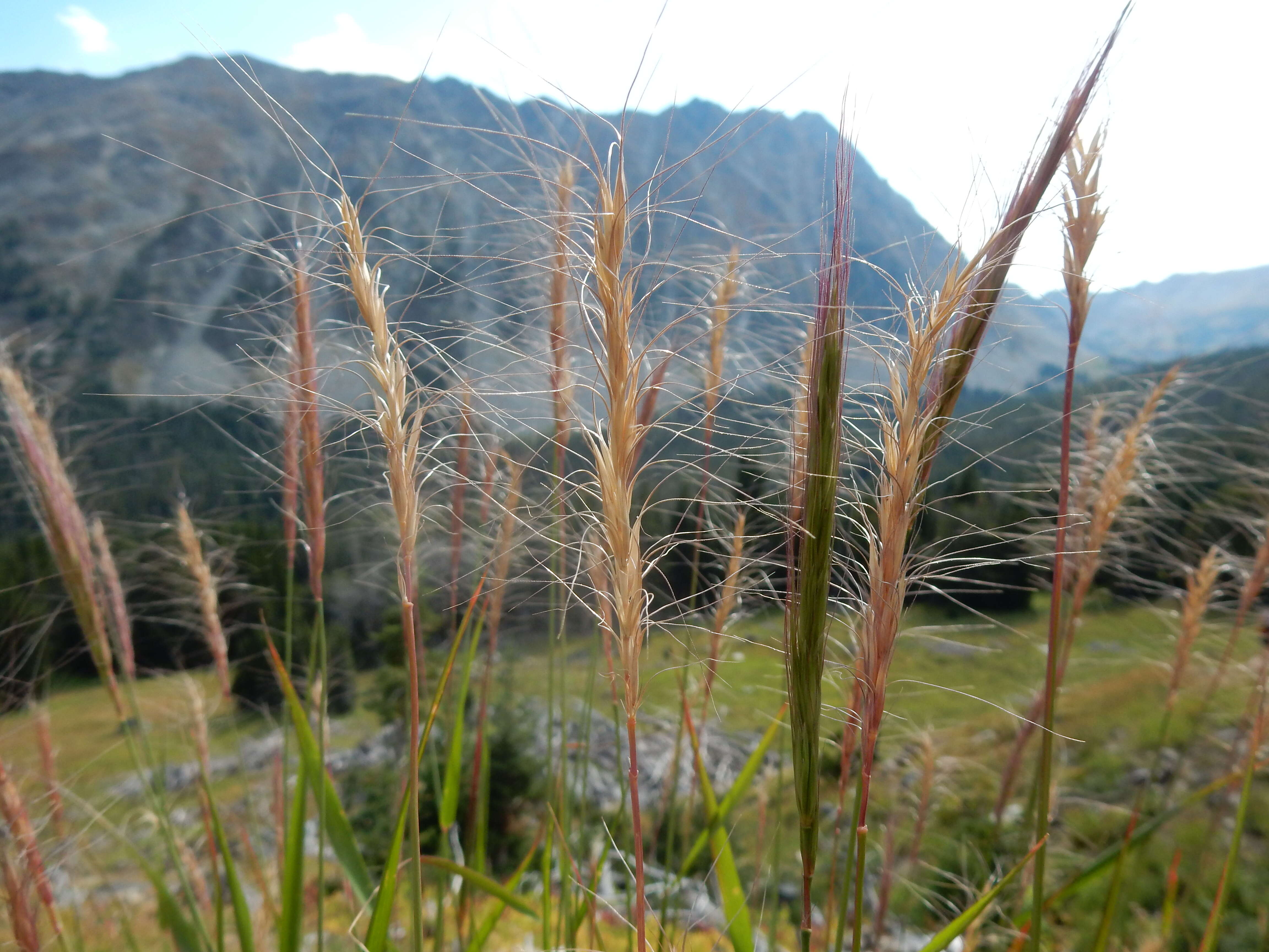 Imagem de Elymus elymoides (Raf.) Swezey