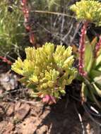 Image of Dudleya brittonii Johansen