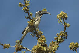 Image of African Grey Hornbill