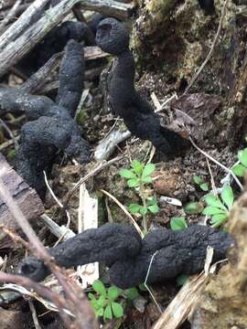 Imagem de Xylaria polymorpha (Pers.) Grev. 1824