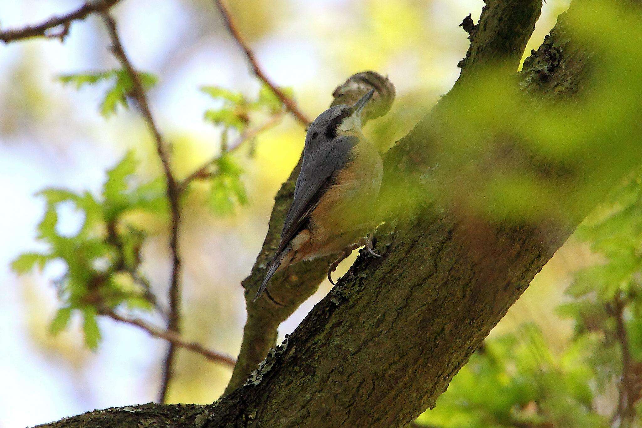 Image of Eurasian Nuthatch