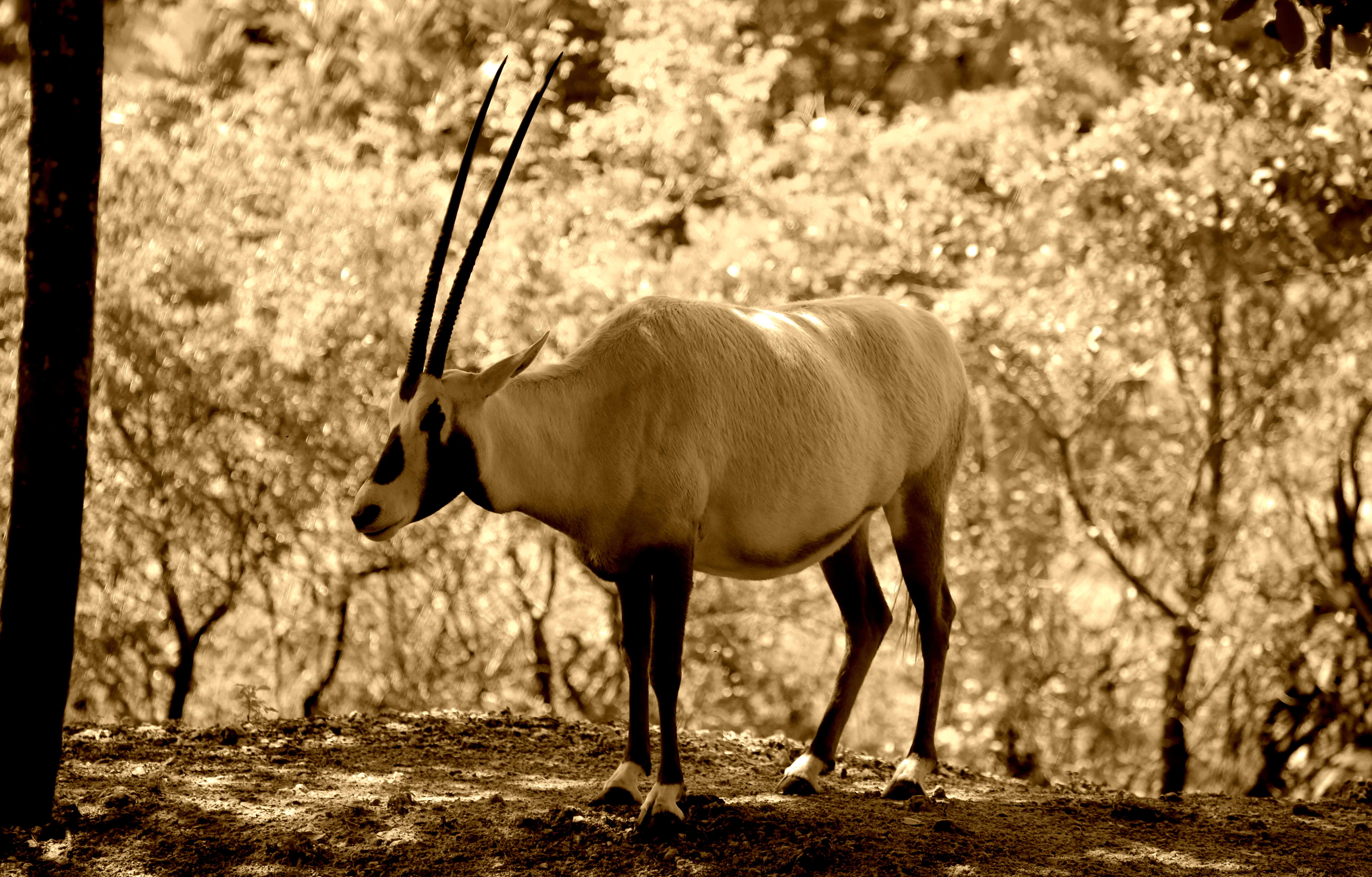 Image of Arabian Oryx