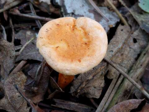 Image of Hygrophoropsis aurantiaca (Wulfen) Maire 1921