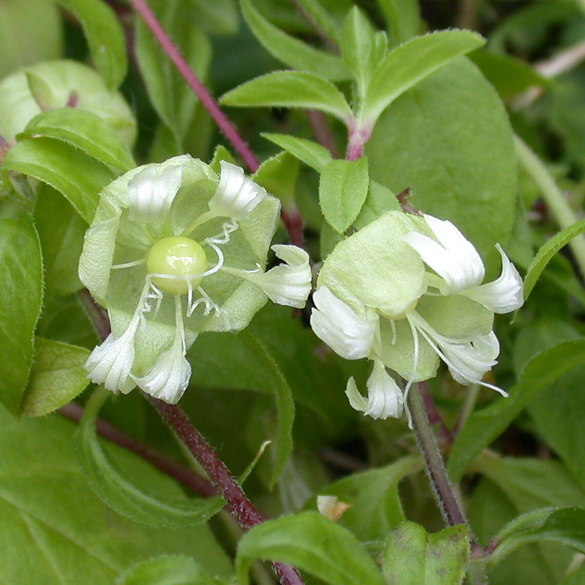 Image of Silene baccifera (L.) Roth