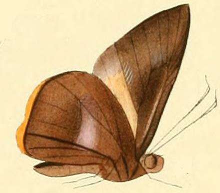 Image of Gangara lebadea Hewitson 1868