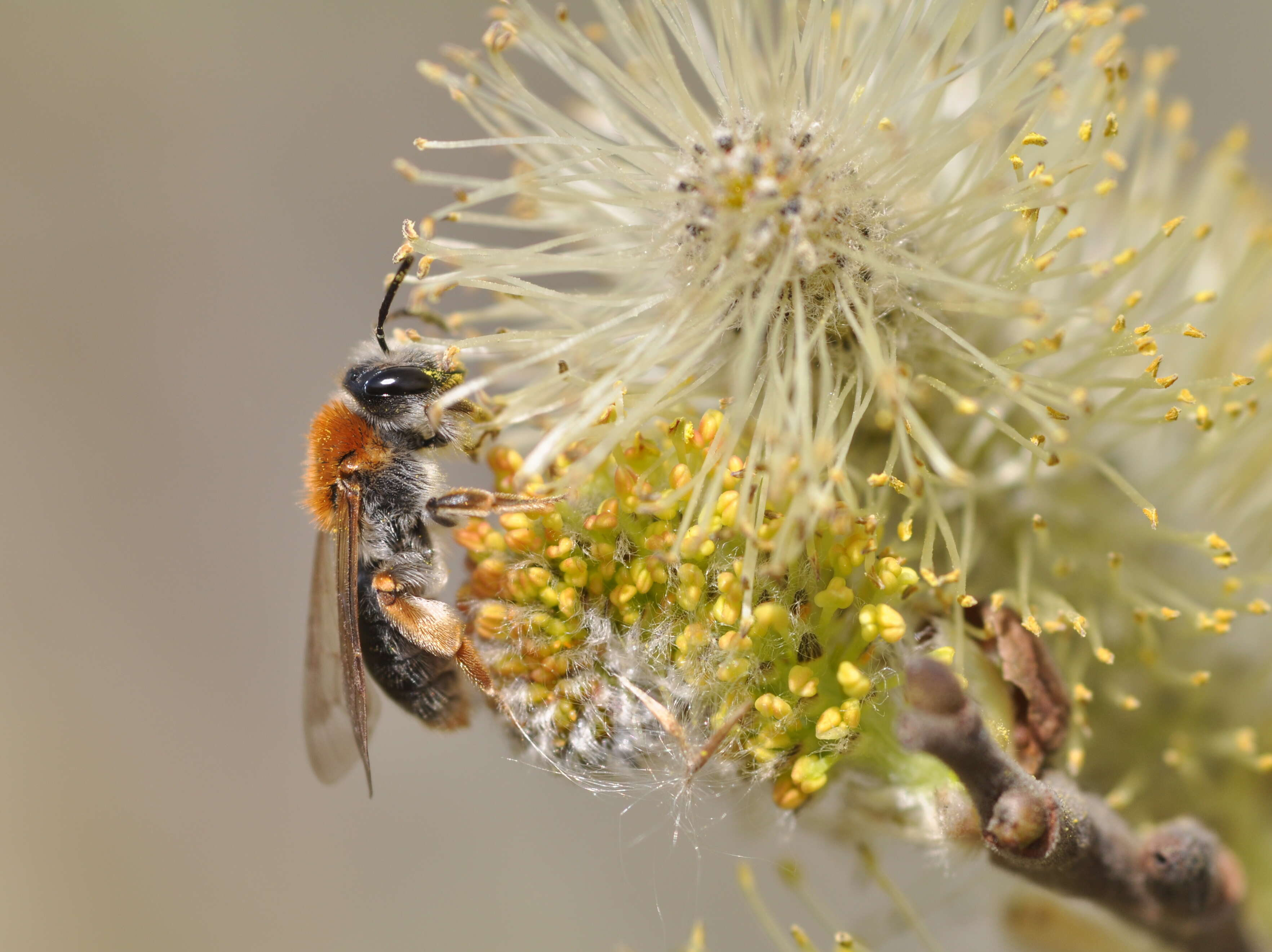 Image of early mining bee