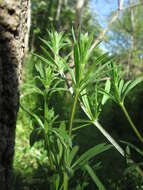 Image of Goosegrass