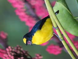 Image of Thick-billed Euphonia