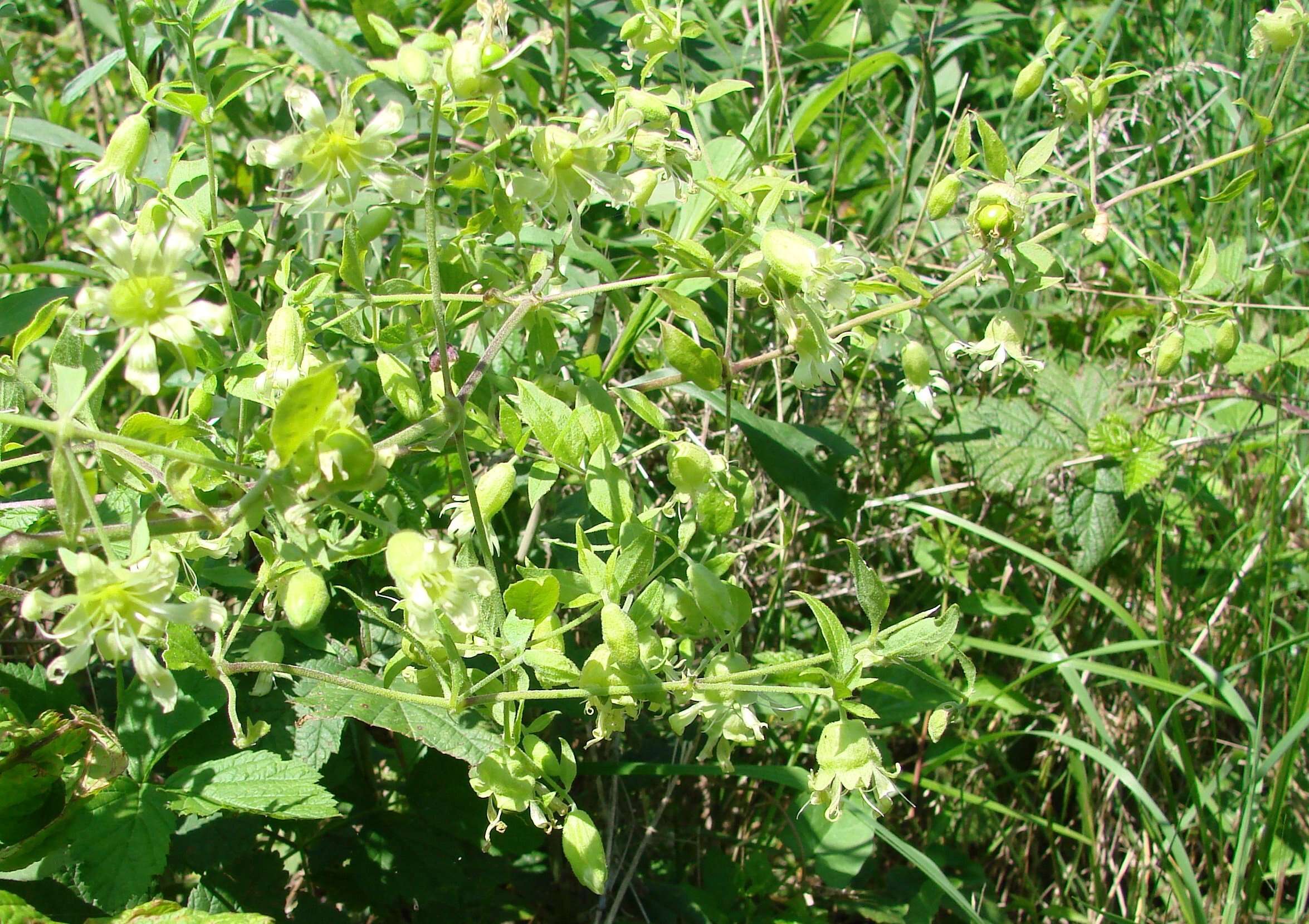 Imagem de Silene baccifera (L.) Roth