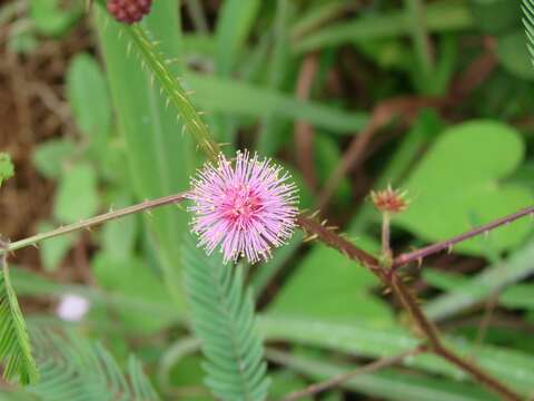 Image of fourvalve mimosa