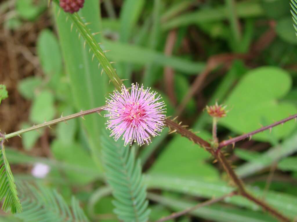 Mimosa quadrivalvis L.的圖片