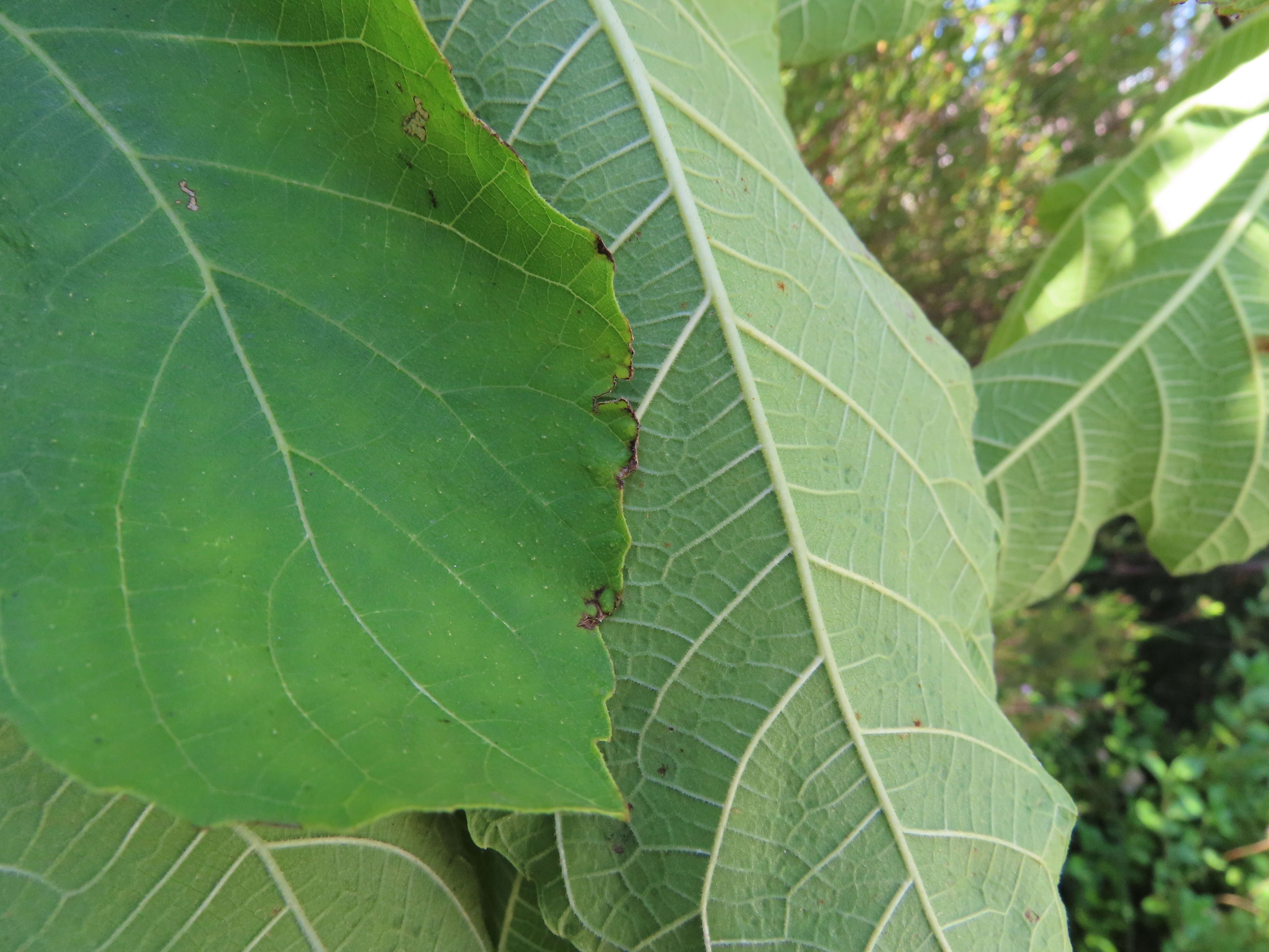 Plancia ëd Ficus carica L.