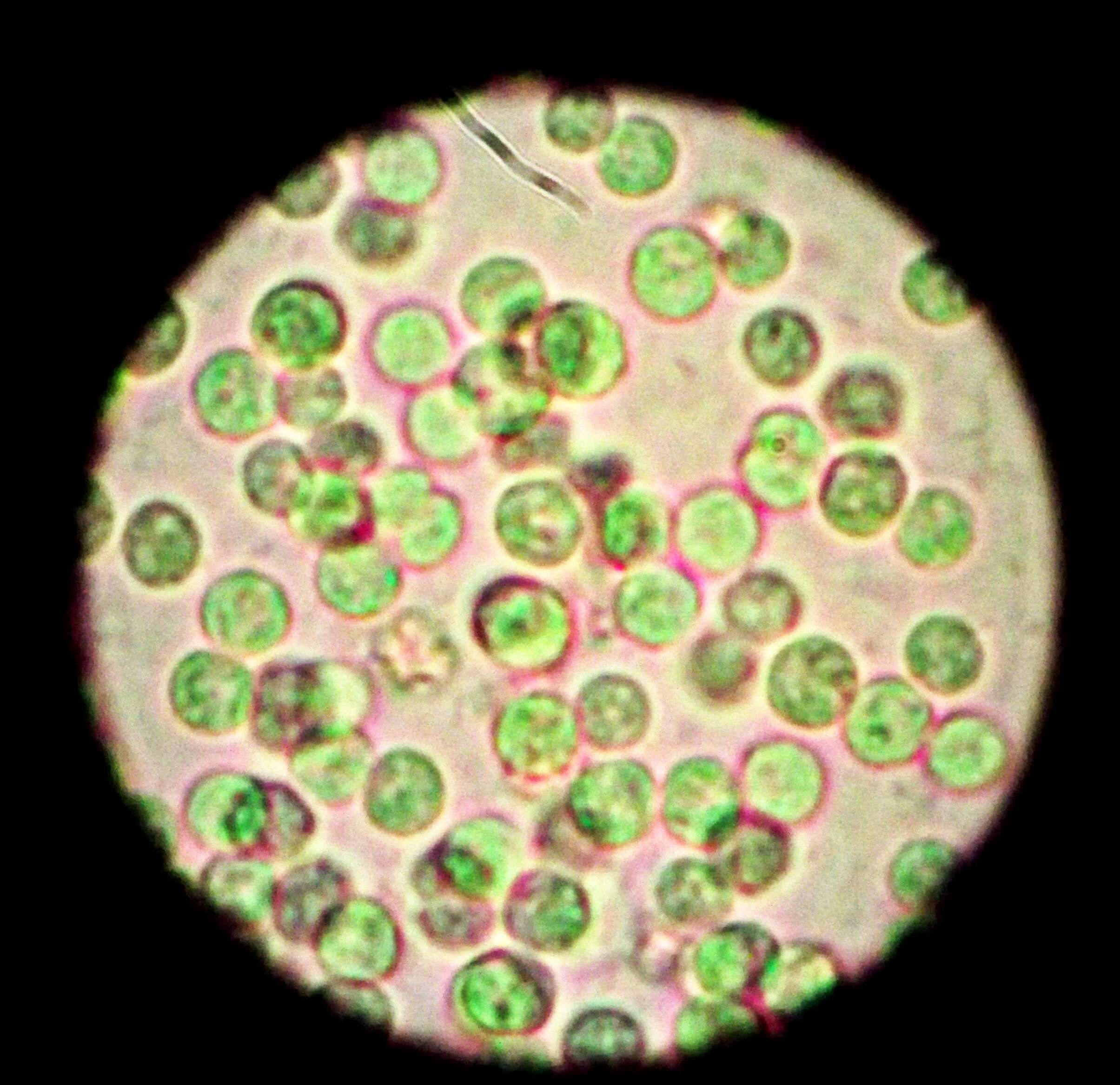 Image of Synechococcales