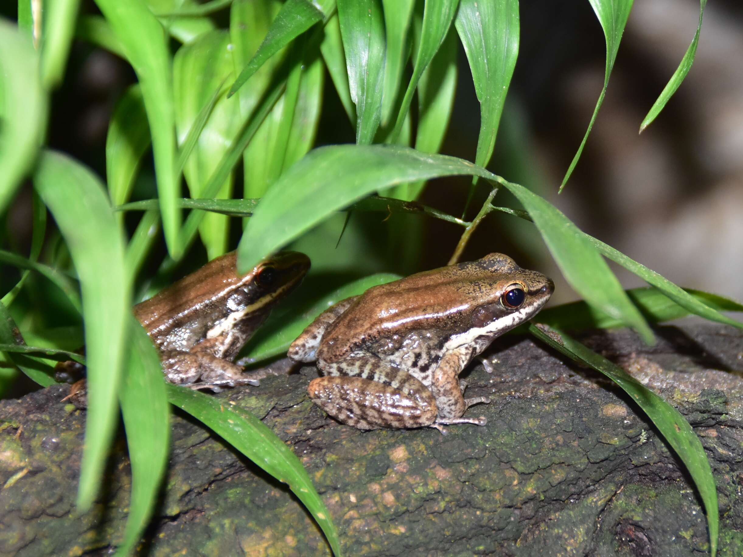 Image of Siam Frog; Black-eared Frog