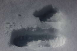 Image of Antarctic Giant-Petrel