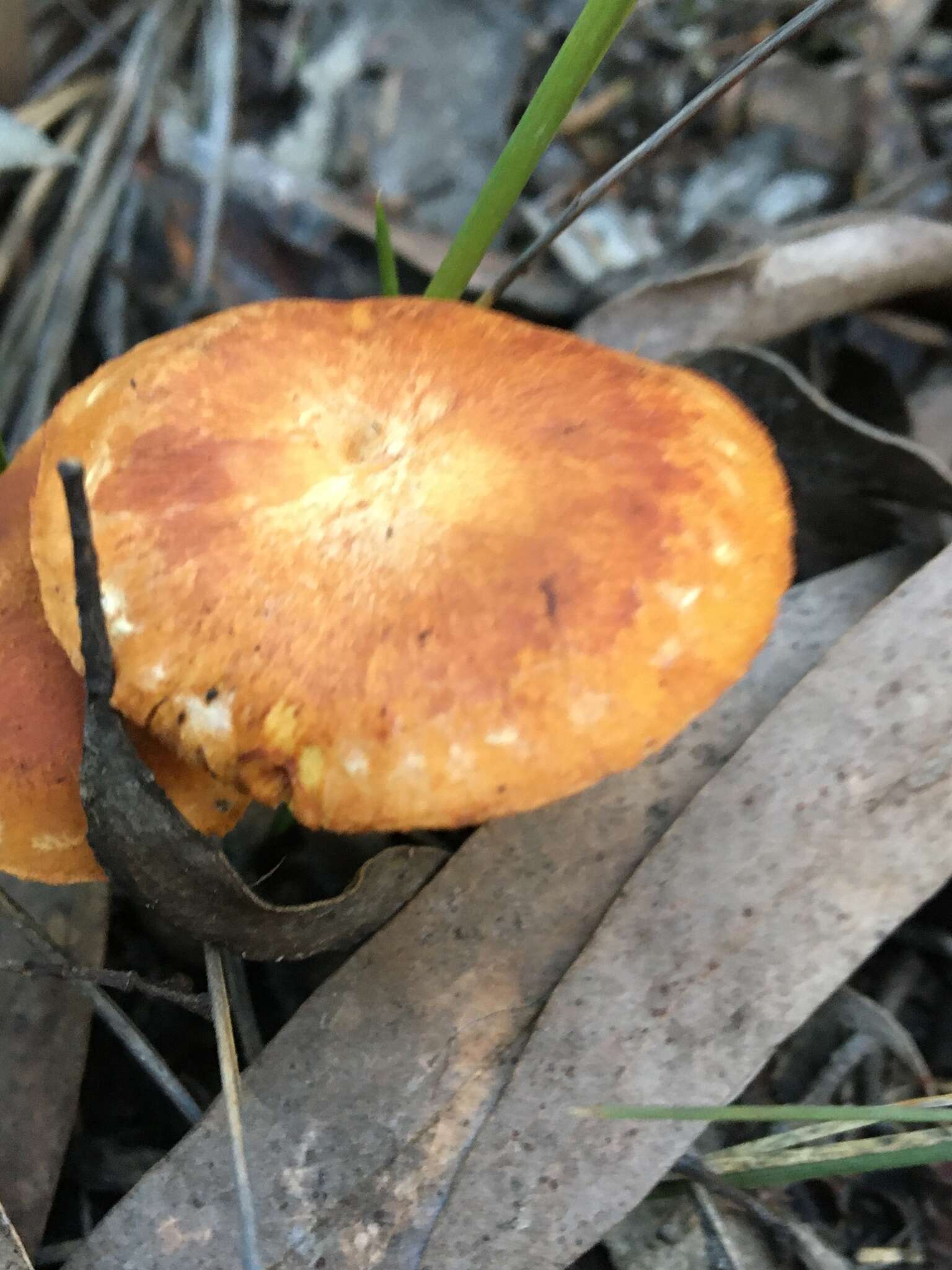 Image of Gymnopilus allantopus (Berk.) Pegler 1965