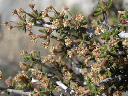 Imagem de Cercocarpus intricatus S. Wats.