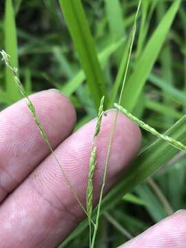 Image of whitegrass