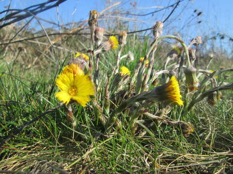 Image of coltsfoot