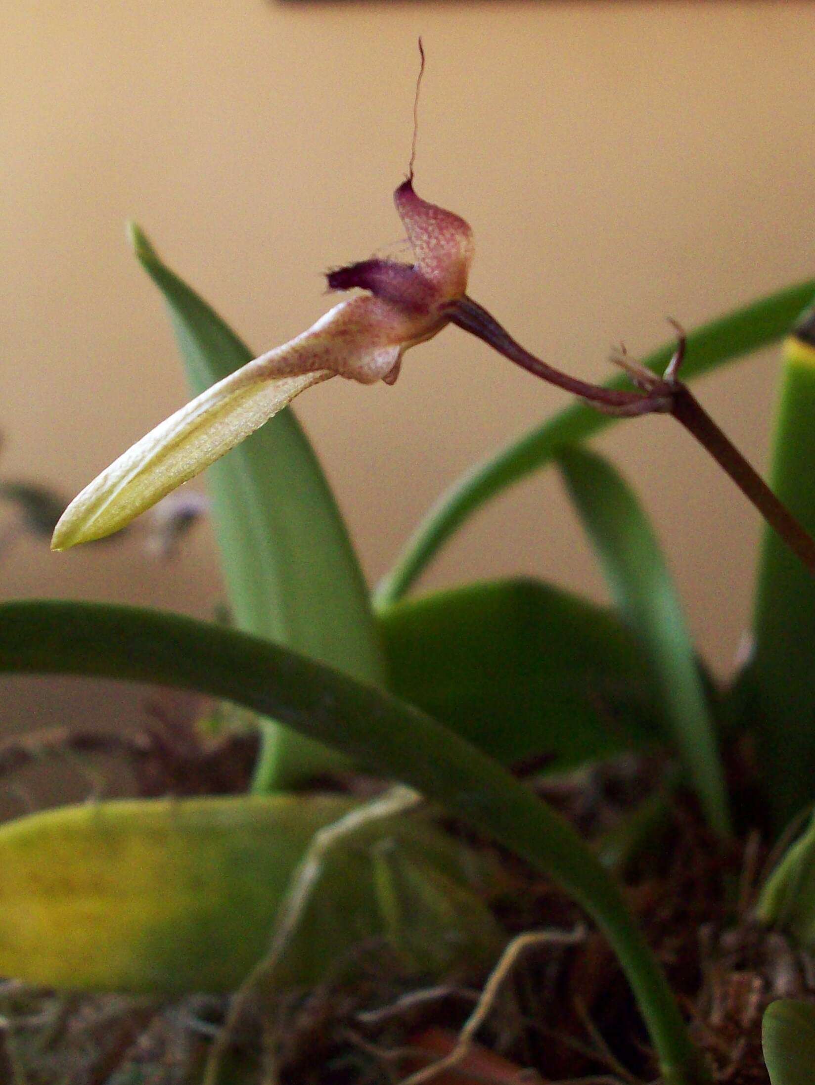 Image of Pale umbrella orchid