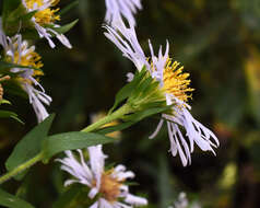 Image of purplestem aster