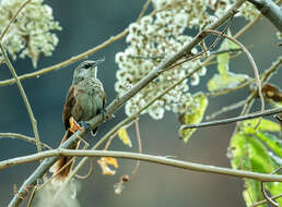 Image of Chestnut-backed Thornbird