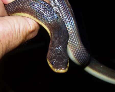 Image of Mexican burrowing pythons