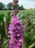 Image of Purple Loosestrife