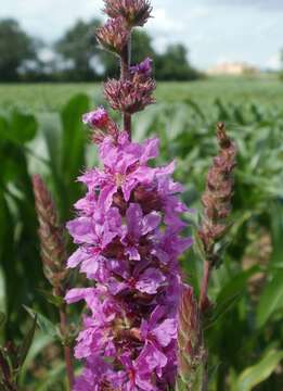 Plancia ëd Lythrum salicaria L.