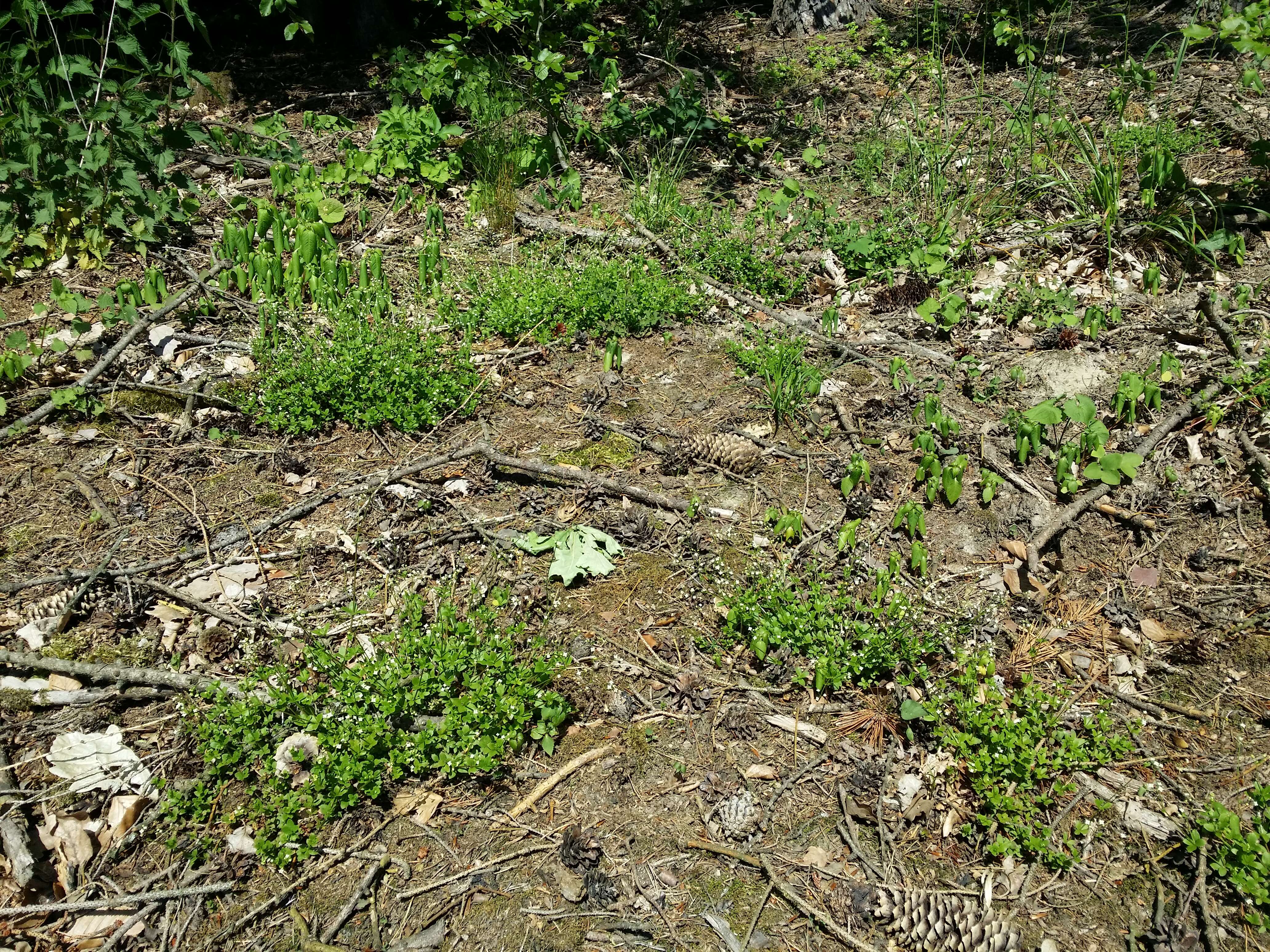 Image of Round-leaved Bedstraw