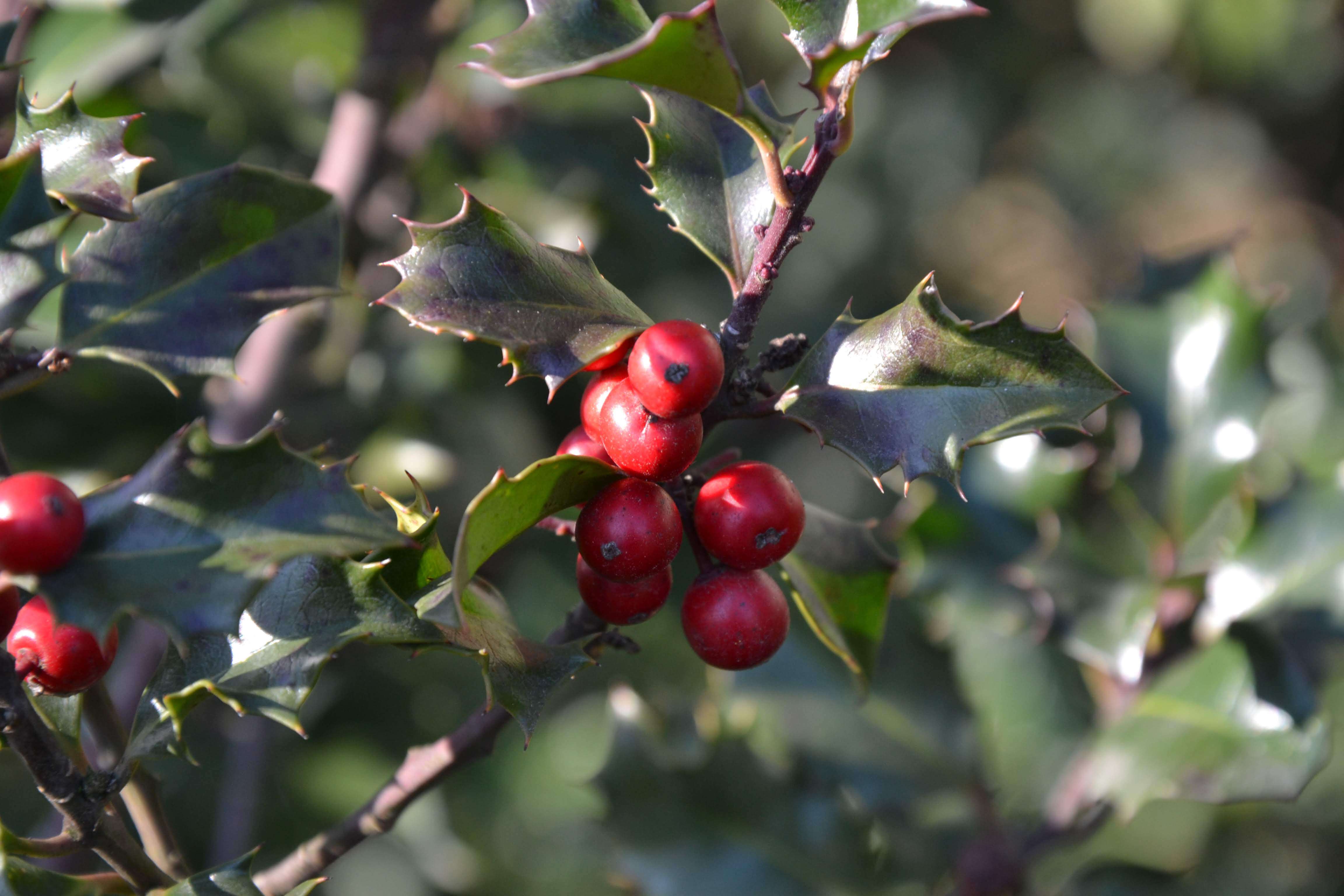 Image of English holly