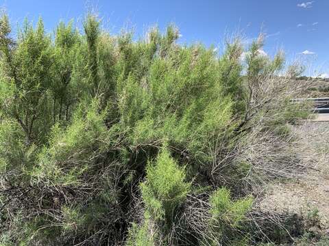 Image of Needle-Leaf Burrobush