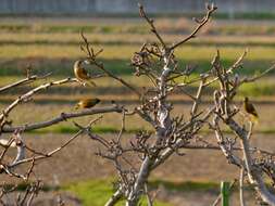 Image of Grey-capped Greenfinch