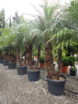 Image of pygmy date palm