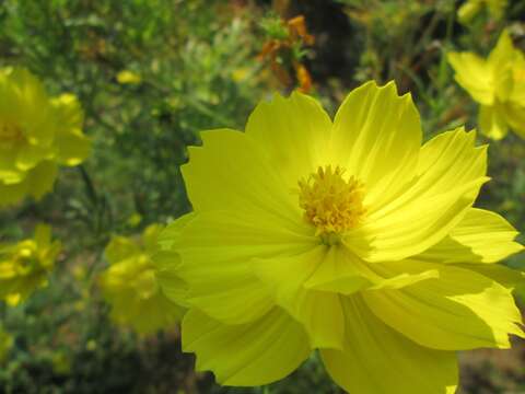 Image of sulphur cosmos