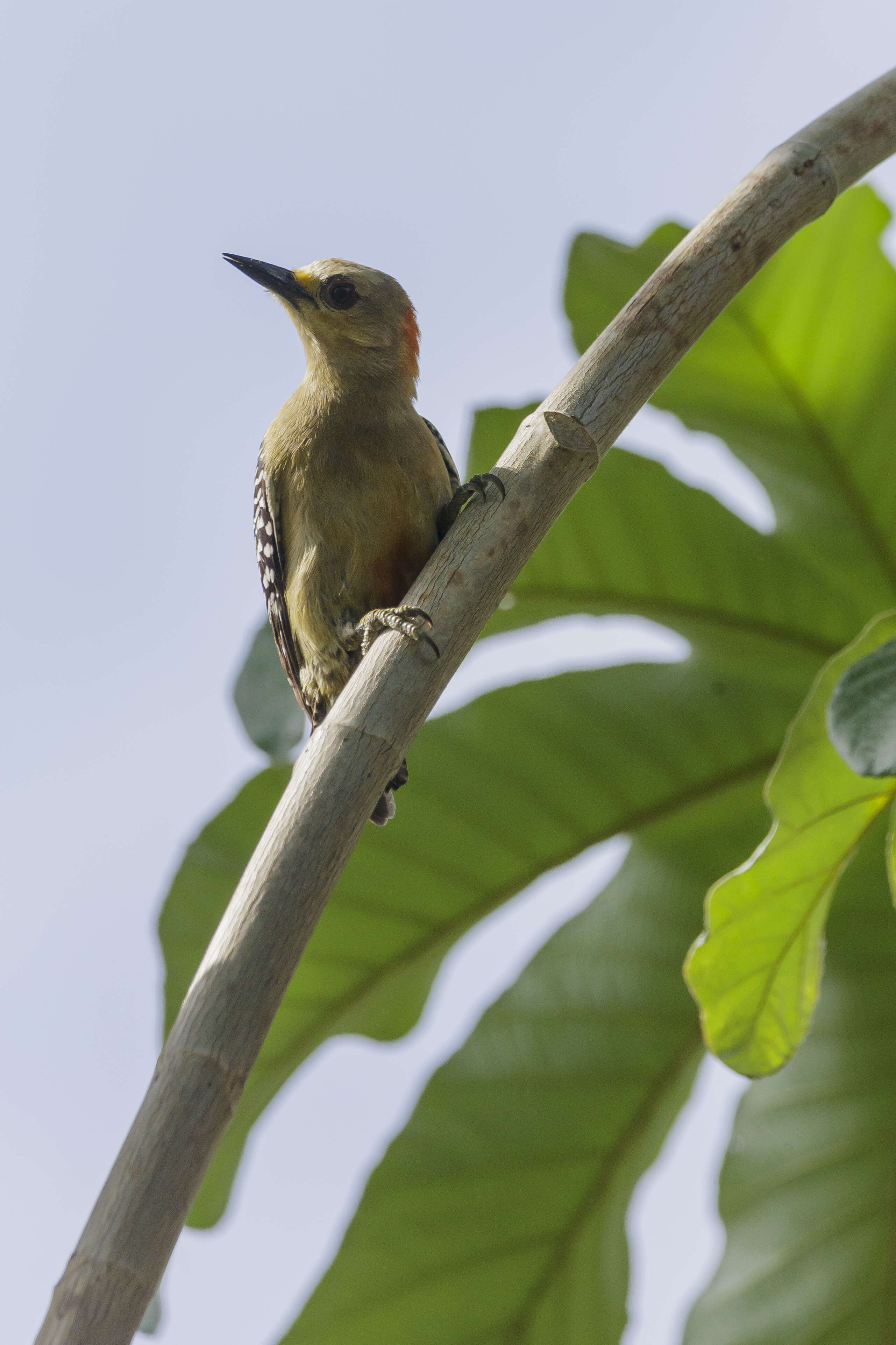 Image of Red-crowned Woodpecker