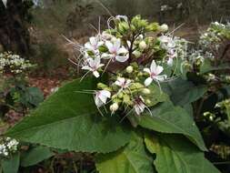 Image of Clerodendrum infortunatum L.