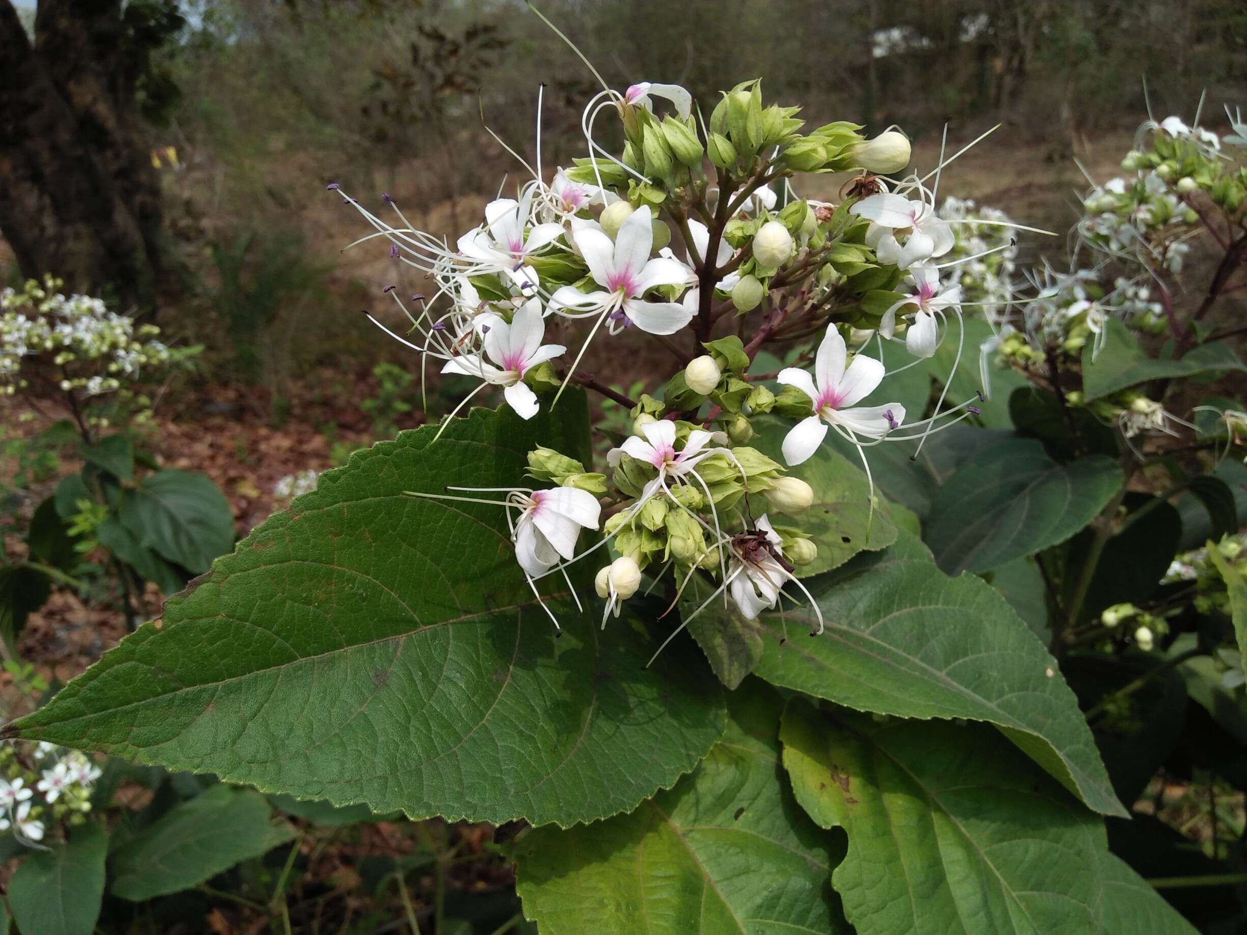 Image of Clerodendrum infortunatum L.