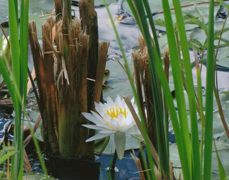 Image of American white waterlily