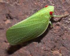 Image of Green Coneheaded Planthopper