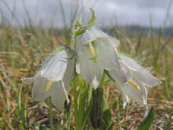 Image of Alpine Bellflower