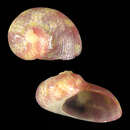 Image of Stomatella monteiroi Poppe, Tagaro & Dekker 2006