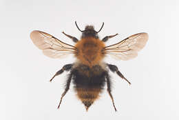 Image of Common carder bumblebee