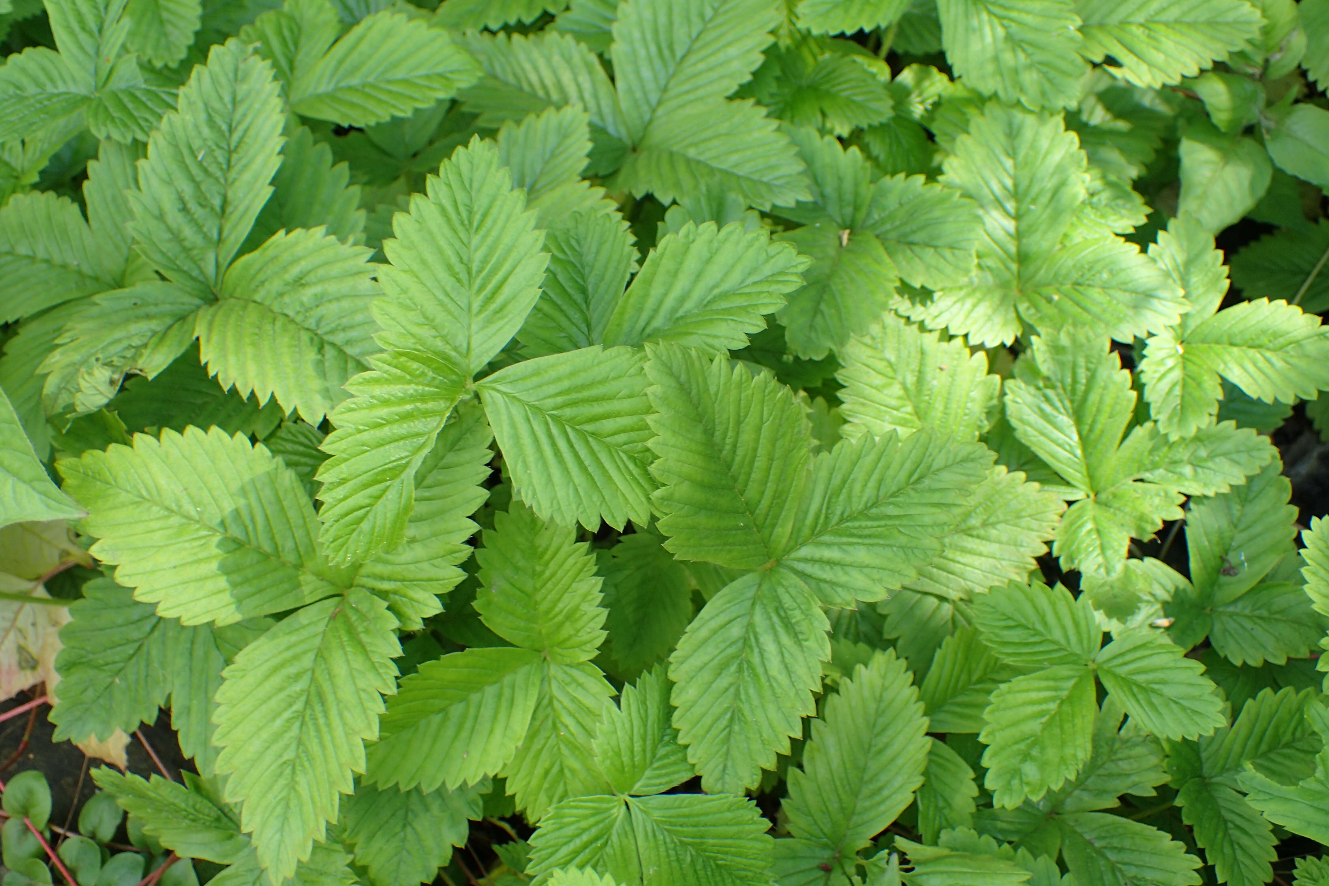 Image de Fragaria nilgerrensis Schlechtend. ex J. Gay