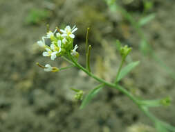 Image of Mouse-ear Cress