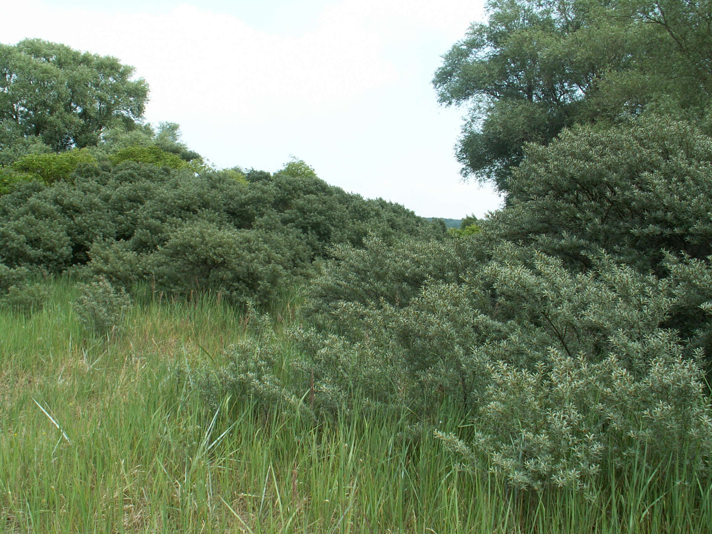 Imagem de Hippophae rhamnoides L.