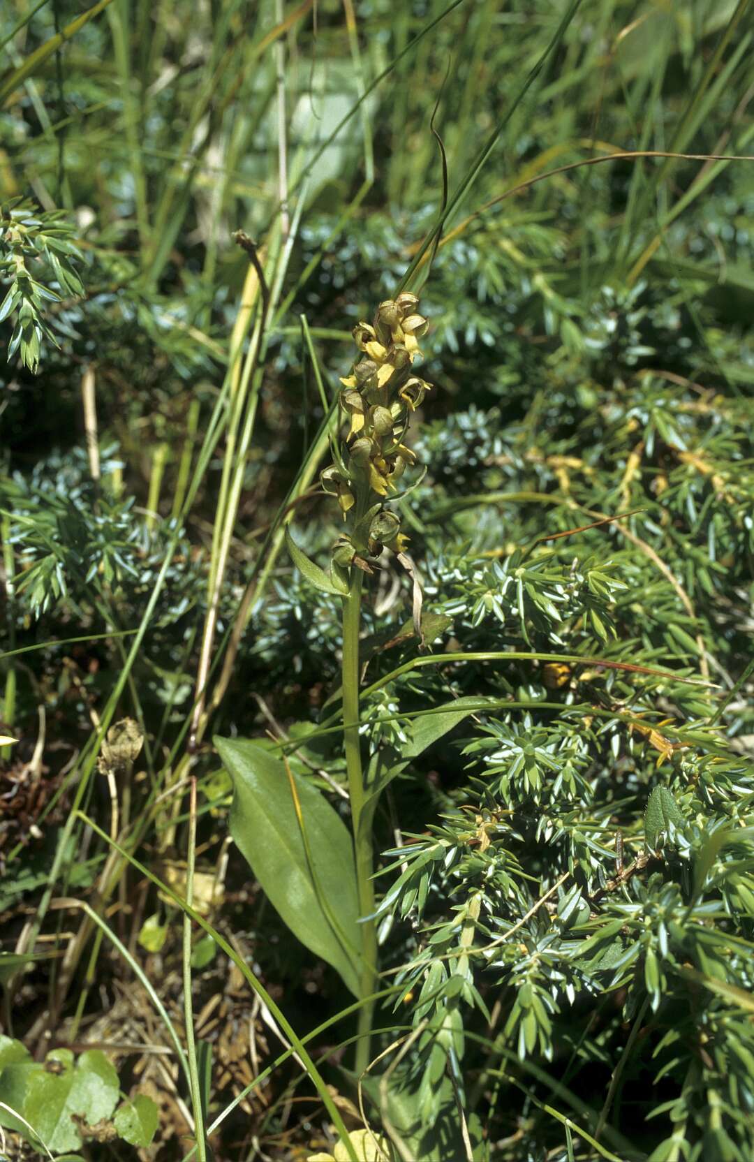 Plancia ëd Dactylorhiza viridis (L.) R. M. Bateman, Pridgeon & M. W. Chase